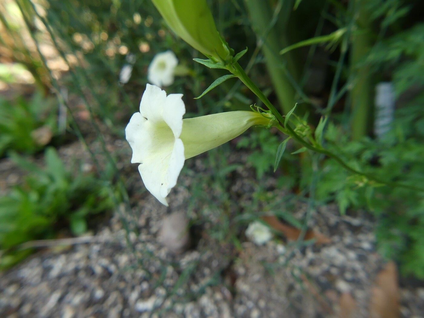 Aureolaria flava flower