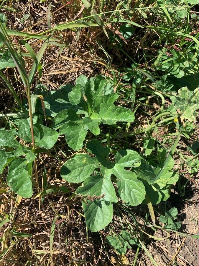Cucumis anguria leaf