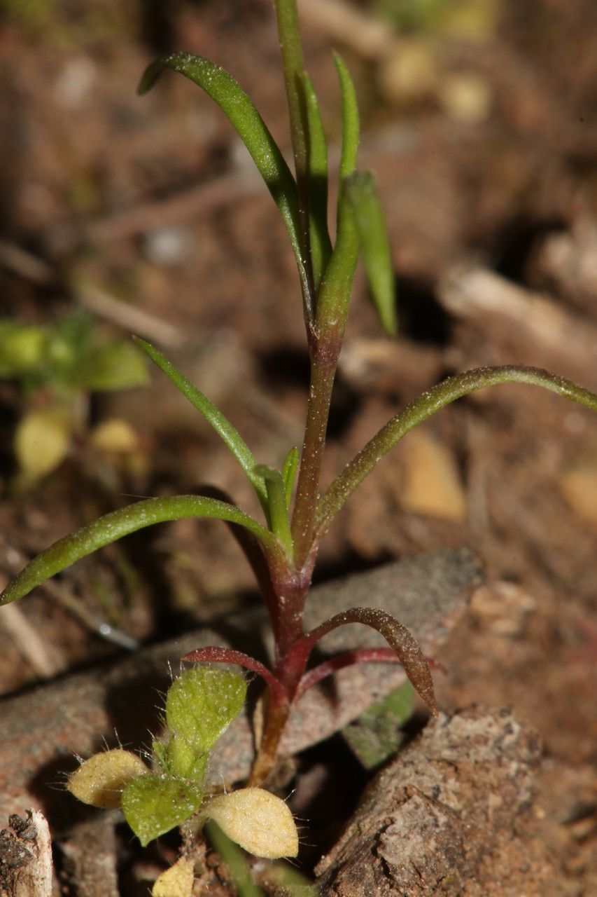 Minuartia hybrida habit