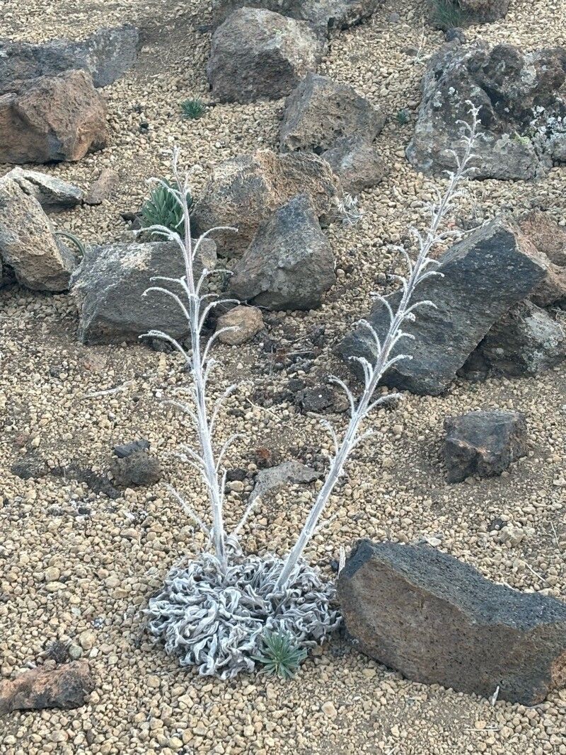Echium auberianum leaf