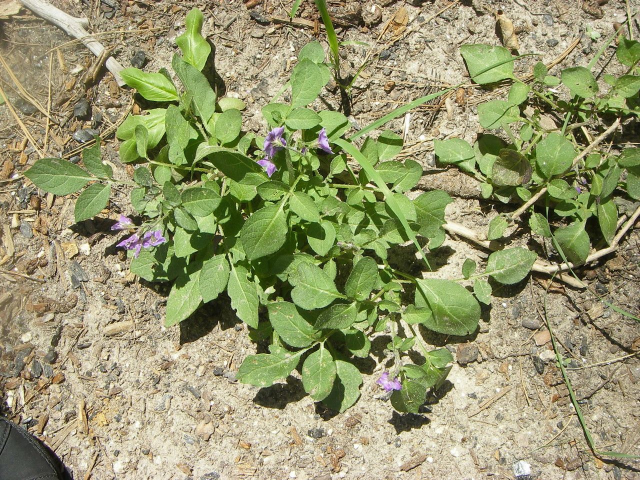 Solanum stoloniferum habit