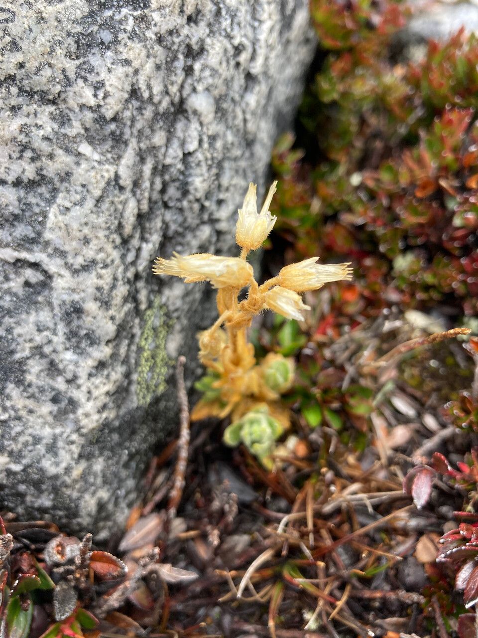 Cerastium crassipes flower