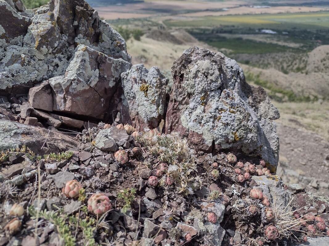 Sempervivum zeleborii — search result for 'Sempervivum'