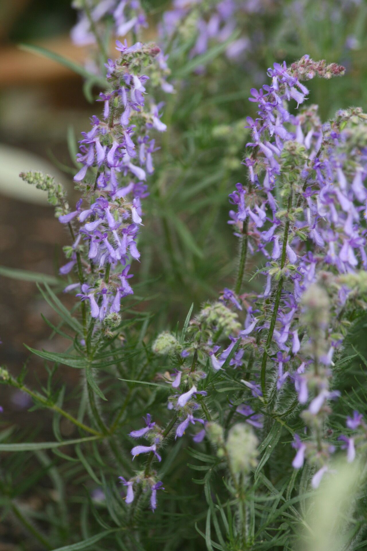 Salvia jurisicii — search result for 'North Macedonia'