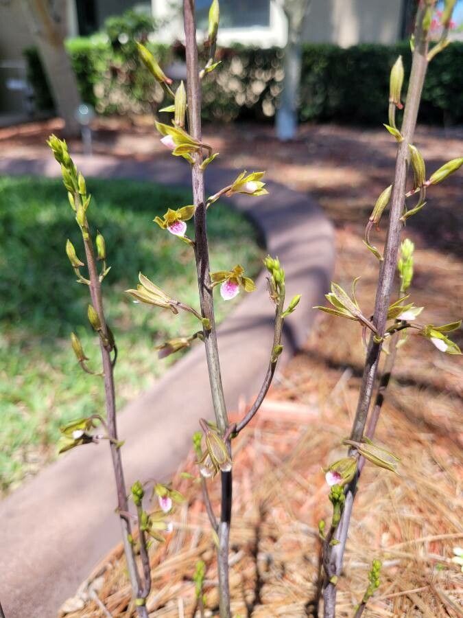 Eulophia graminea flower