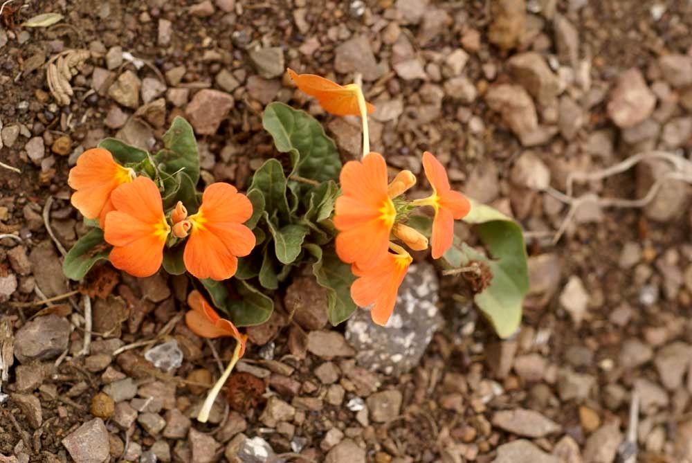 Crossandra fruticulosa habit