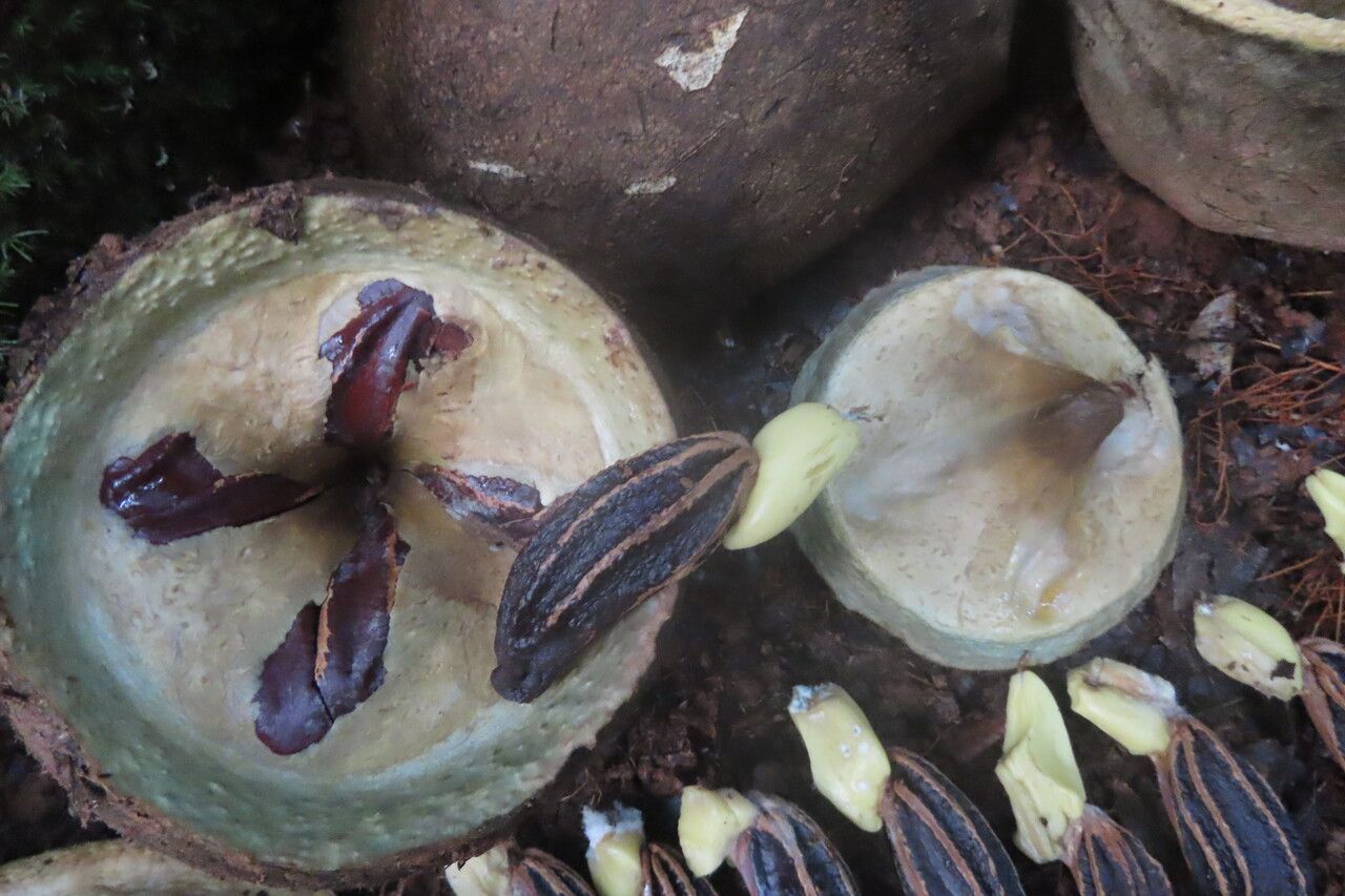 Lecythis ampla fruit