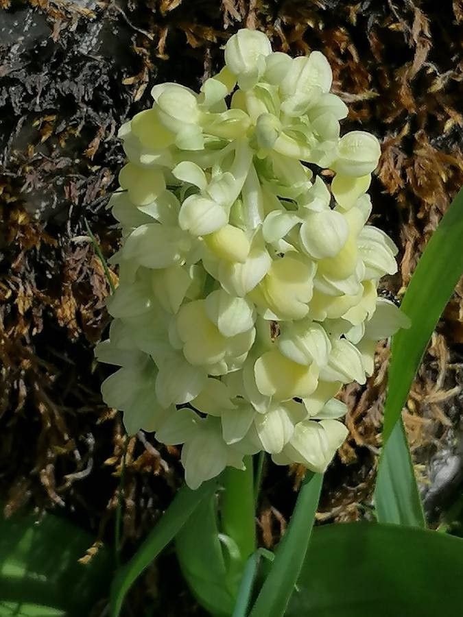 Orchis pallens flower