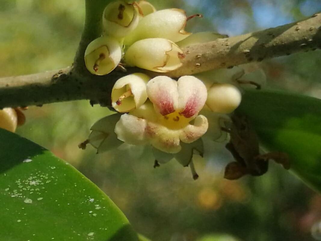Diospyros areolata flower