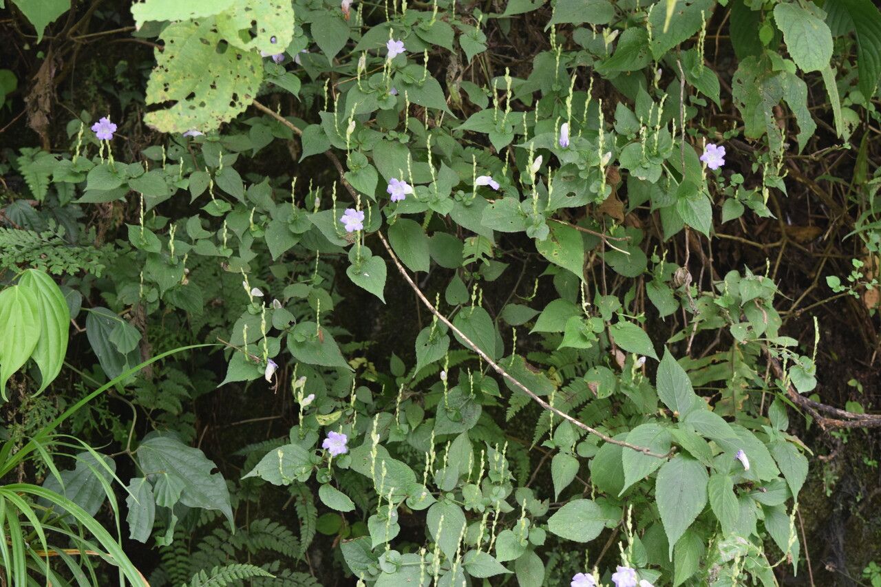 Strobilanthes saccata habit