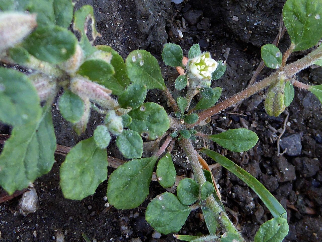 Glinus lotoides — search result for 'Lotus'