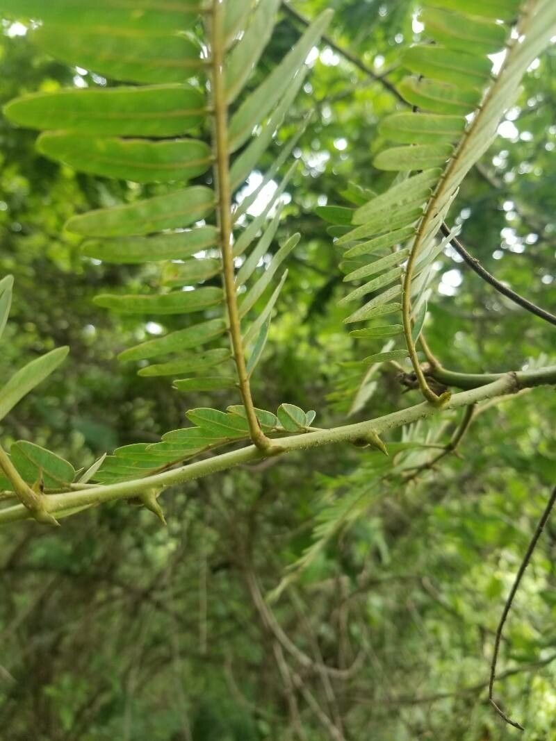Machaerium isadelphum bark