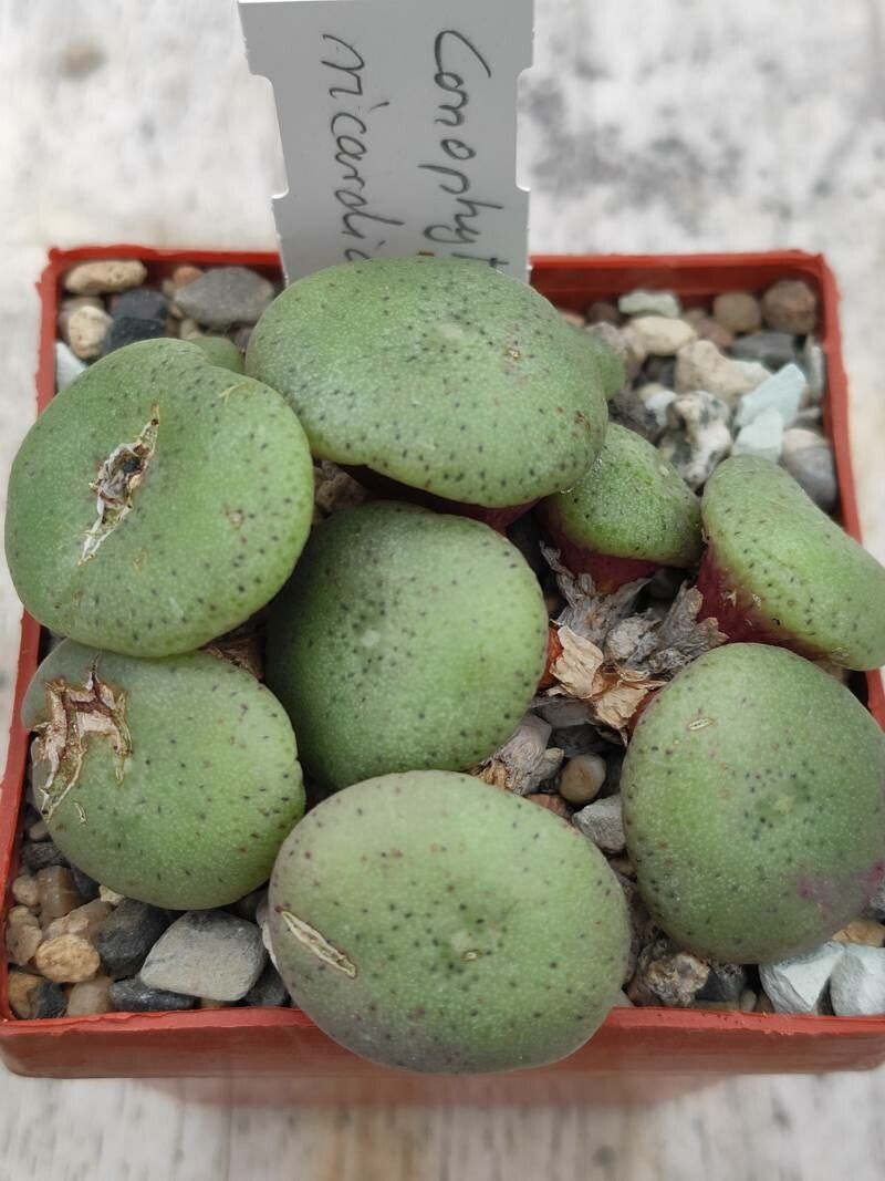 Conophytum ricardianum — houseplant care guide