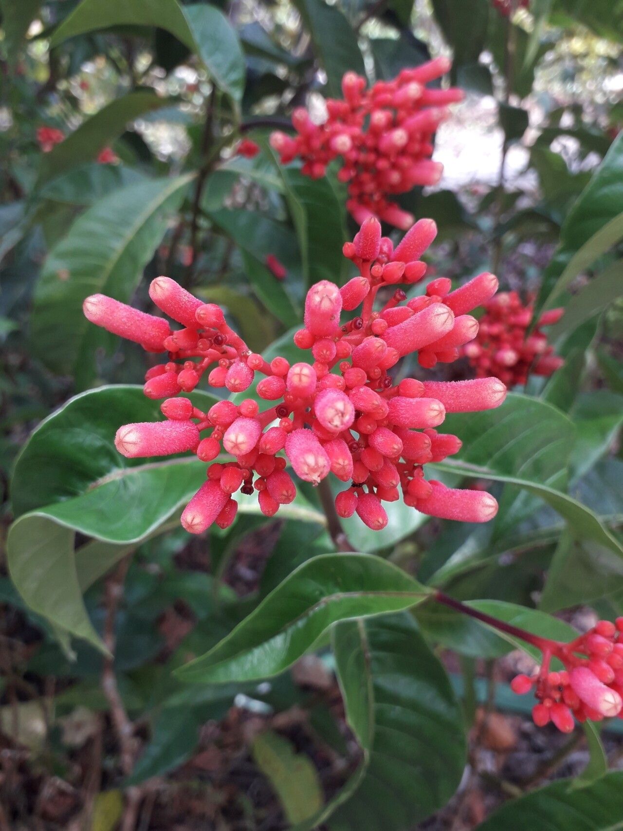 Palicourea nitidella — houseplant care guide