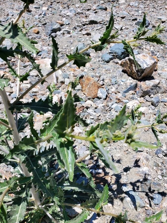 Mentzelia laevicaulis leaf