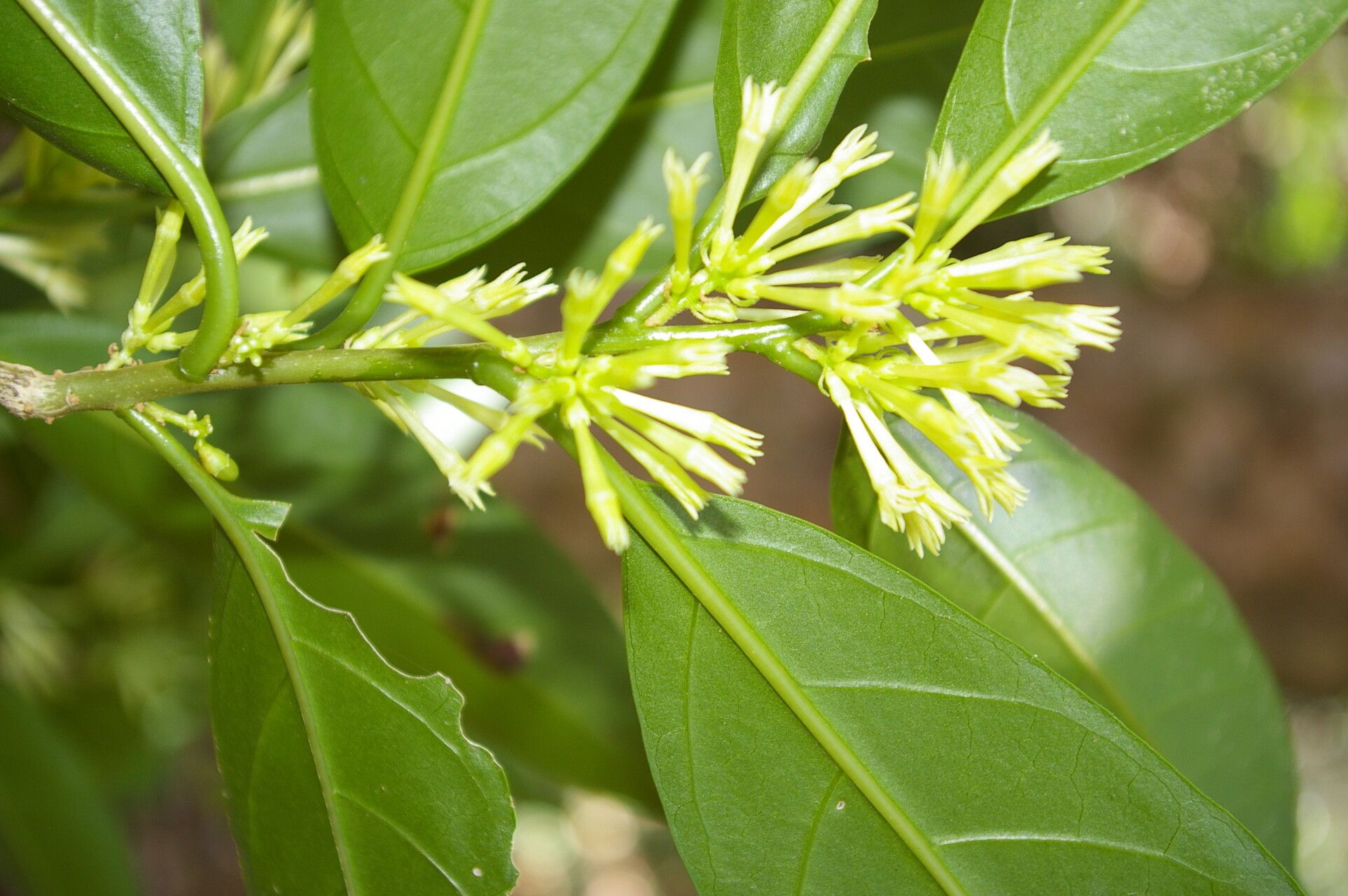 Cestrum glanduliferum leaf