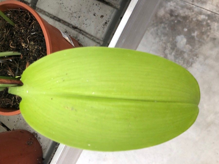 Eucharis × grandiflora — search result for 'Amaryllidaceae'