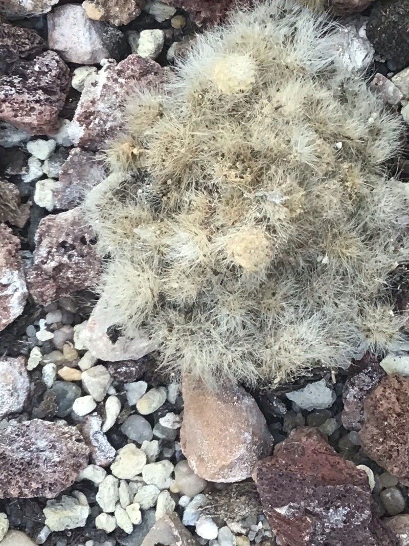 Aylostera albiflora — related species from the same genus