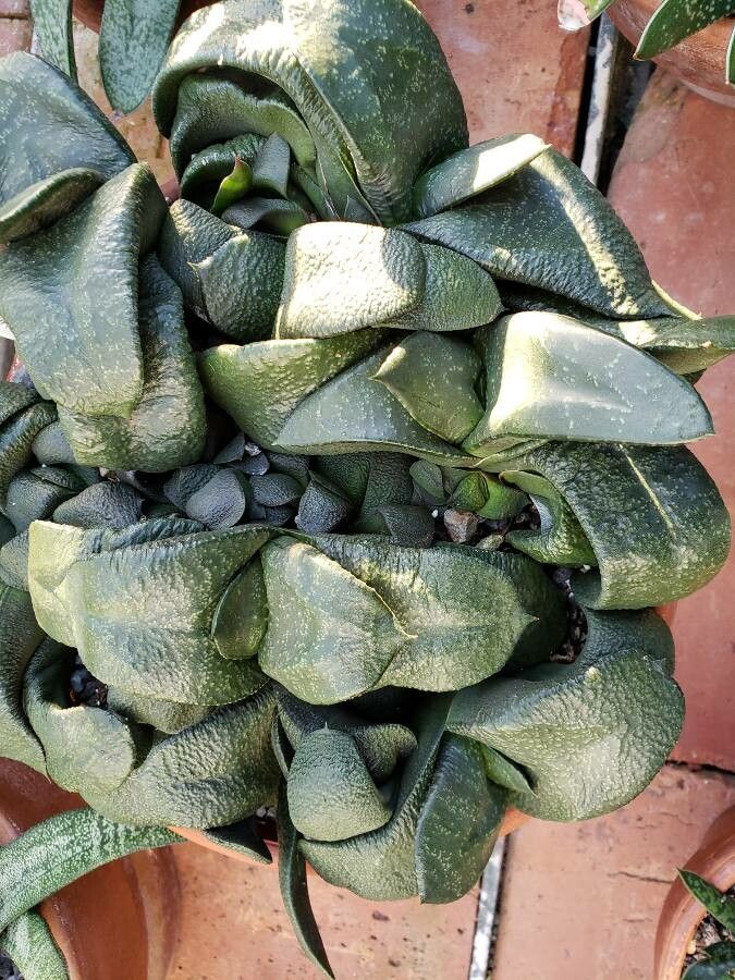 Gasteria nitida habit