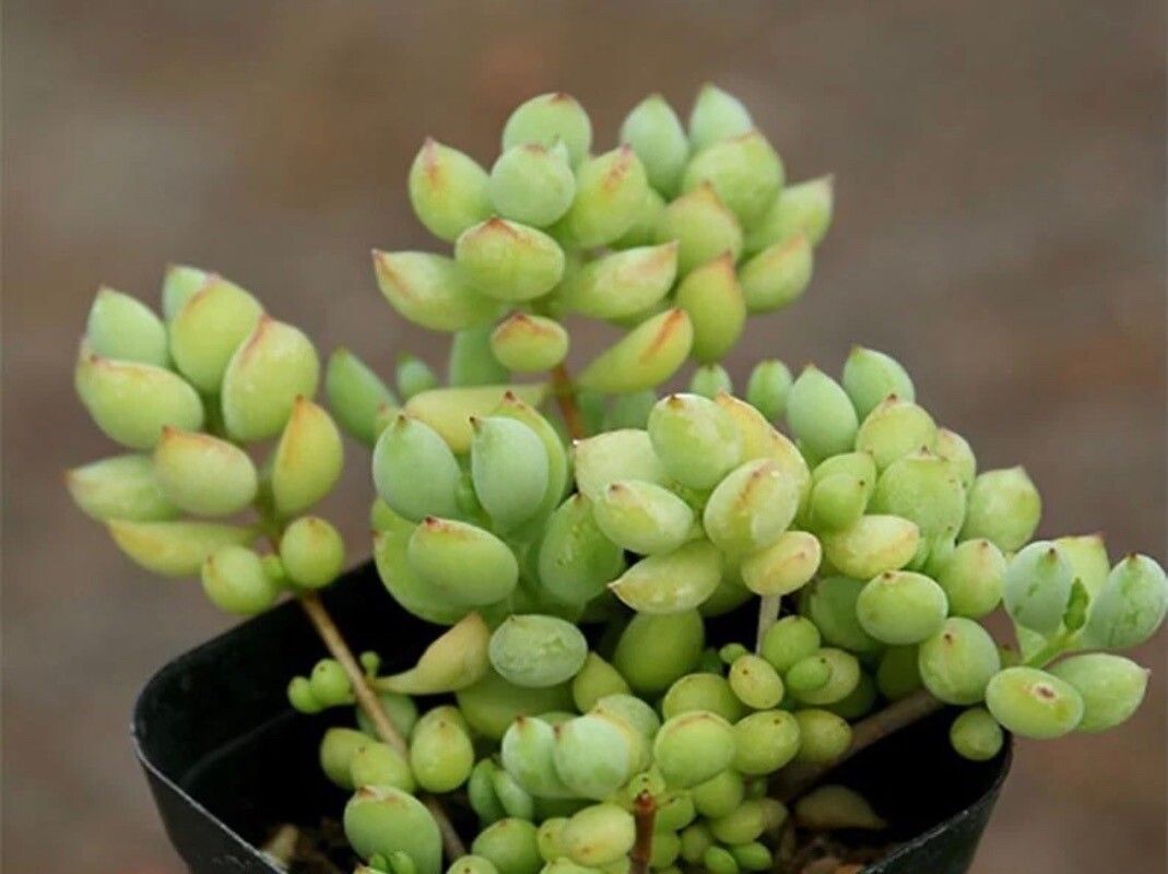 Cotyledon pendens — difficulty difficulty houseplant