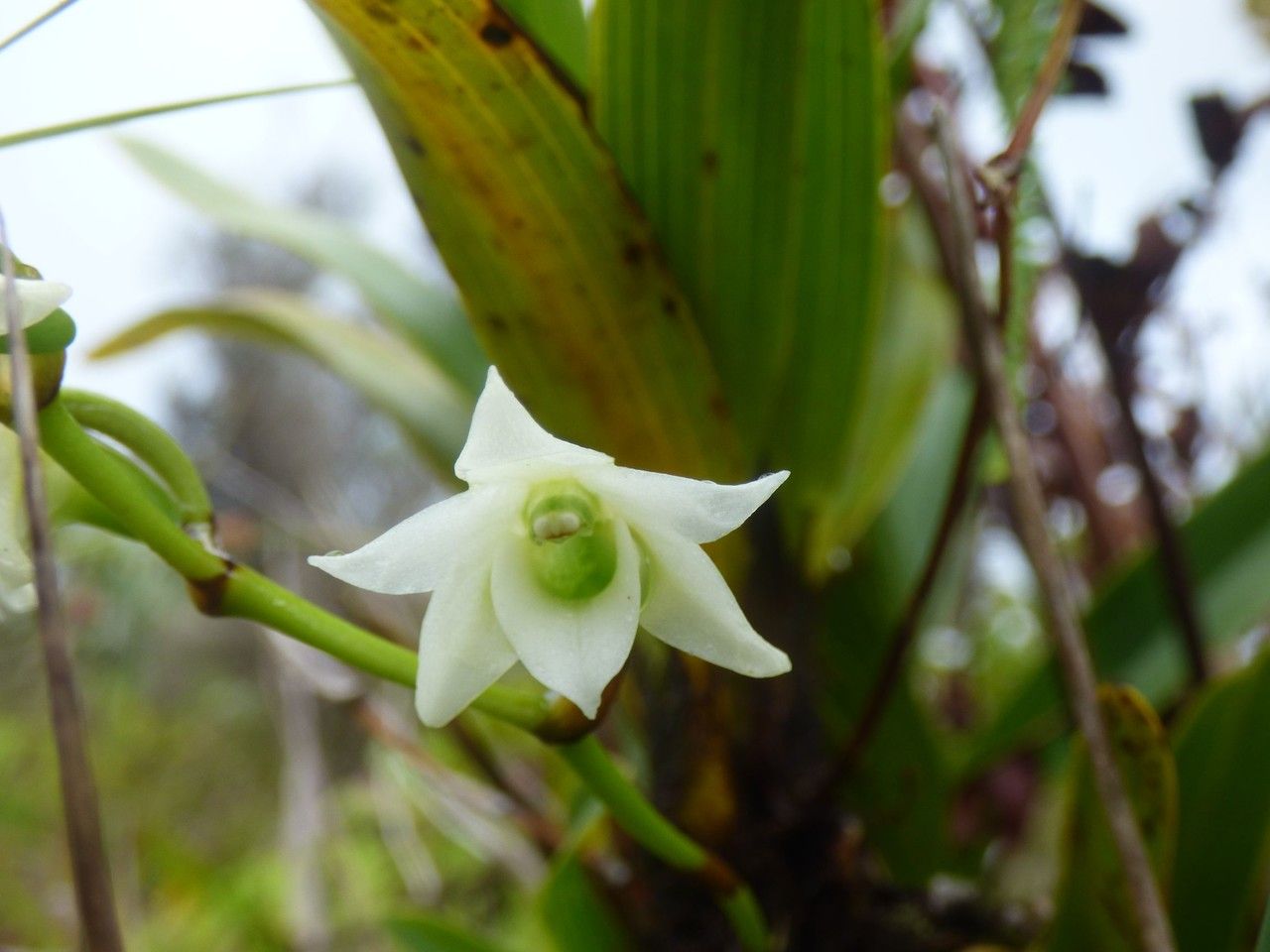 Angraecum striatum flower