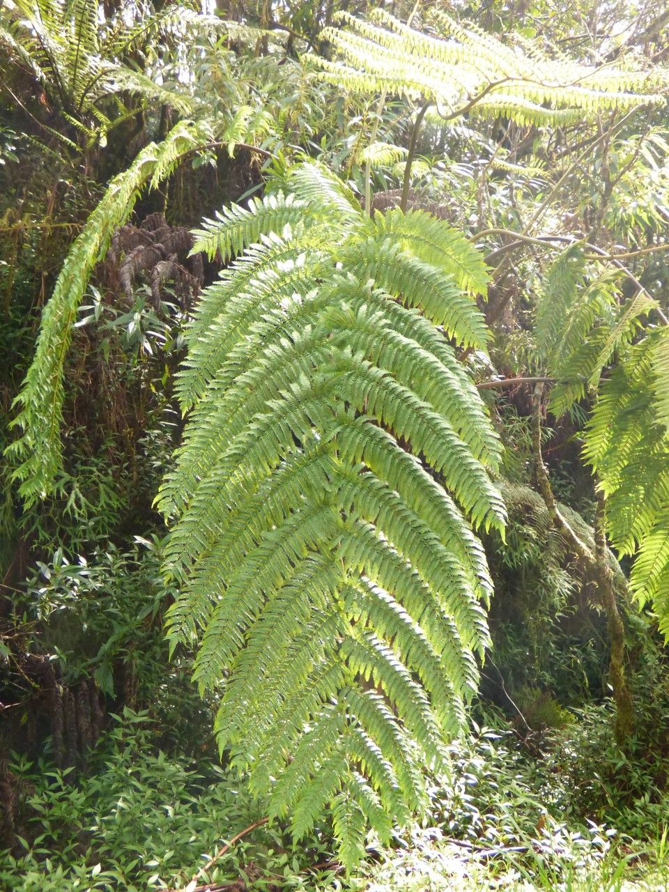 Cyathea glauca leaf