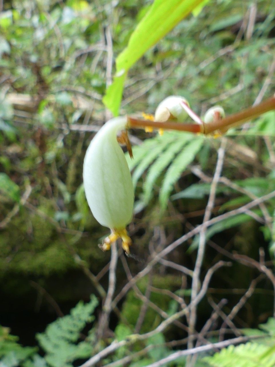 Begonia comorensis fruit