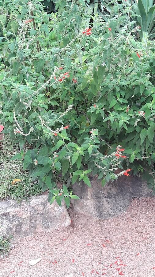 Salvia fulgens habit