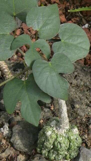 Adenia epigea — houseplant care guide