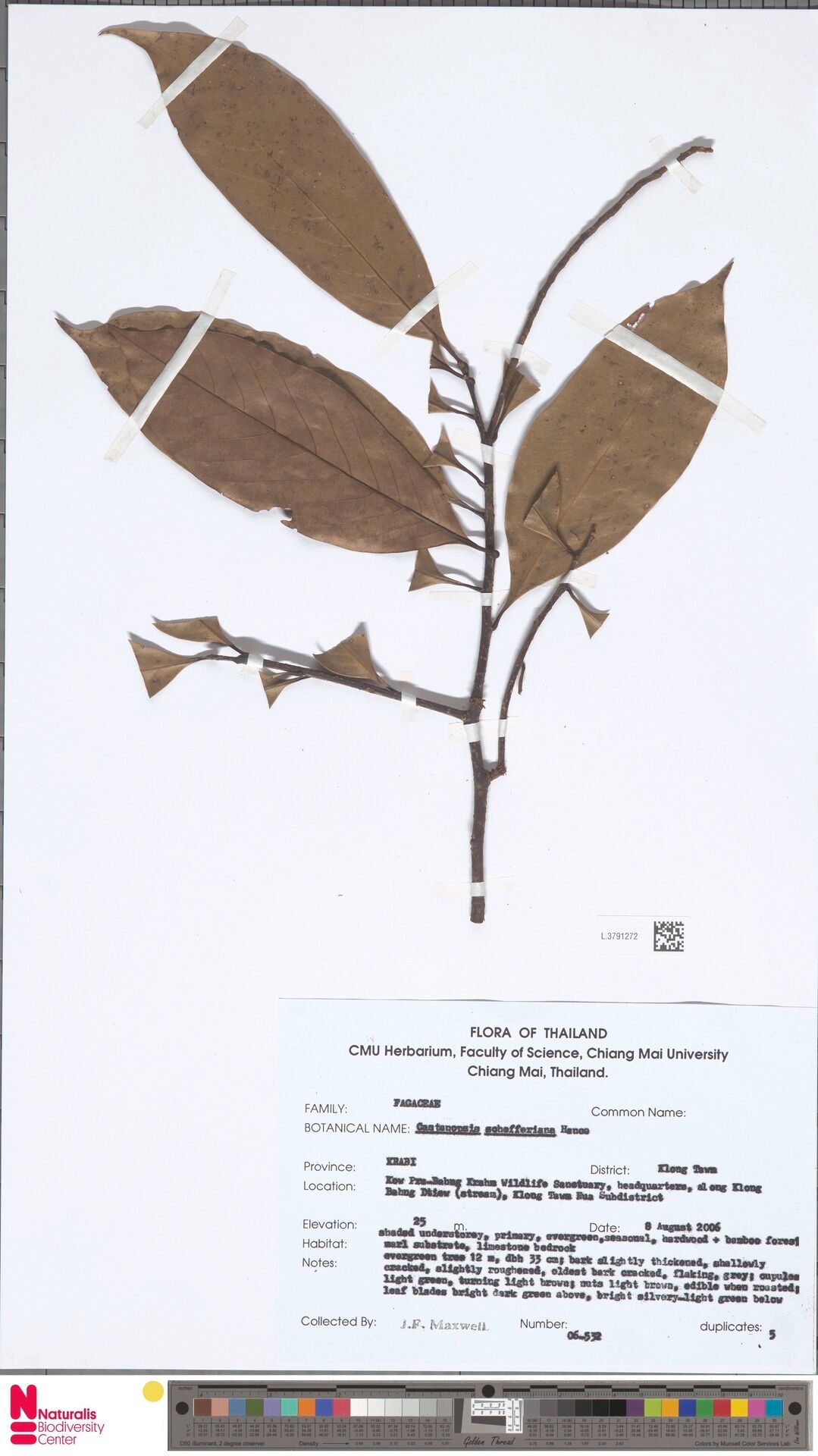 Castanopsis schefferiana — search result for 'Castanopsis'