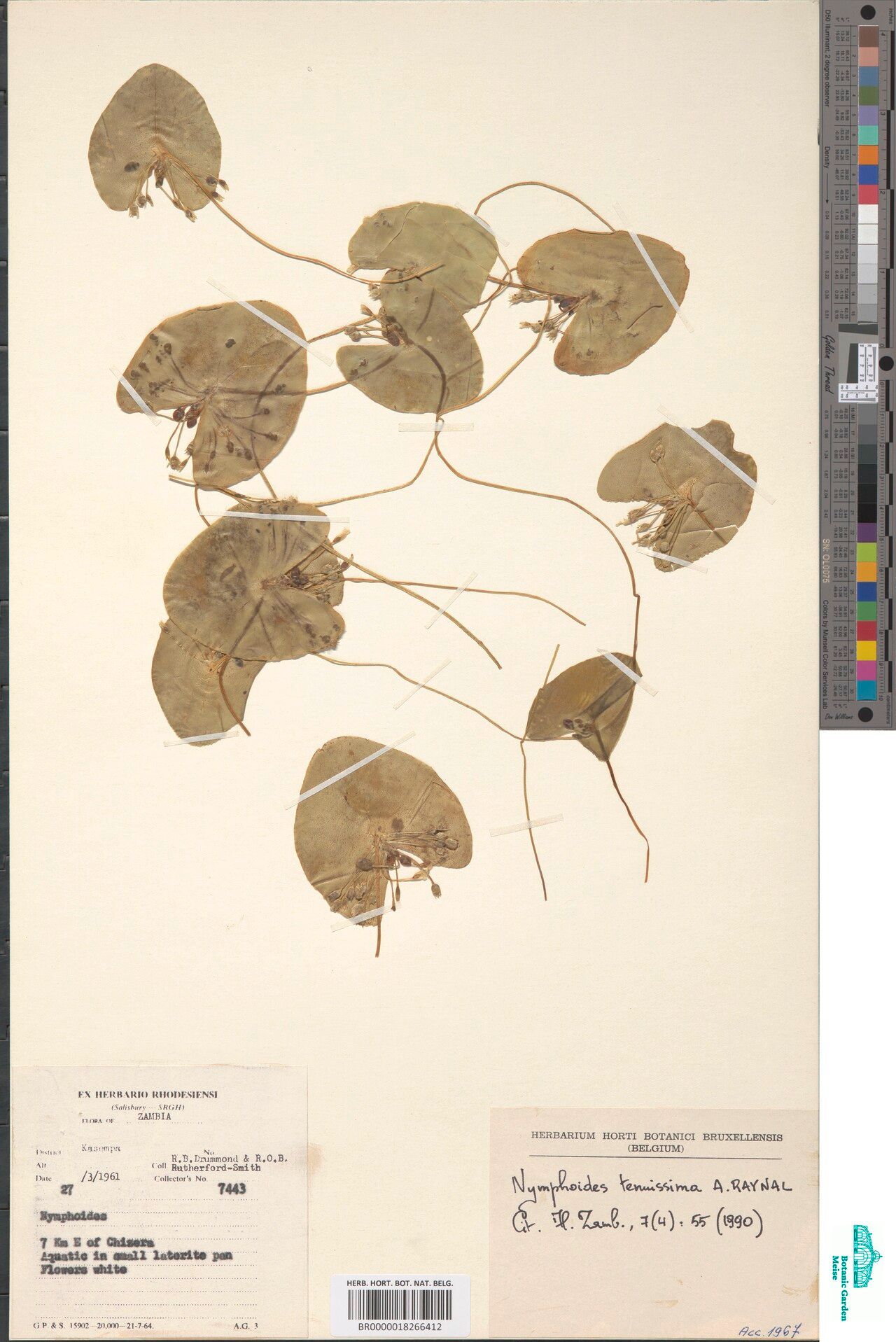 Nymphoides tenuissima — houseplant care guide