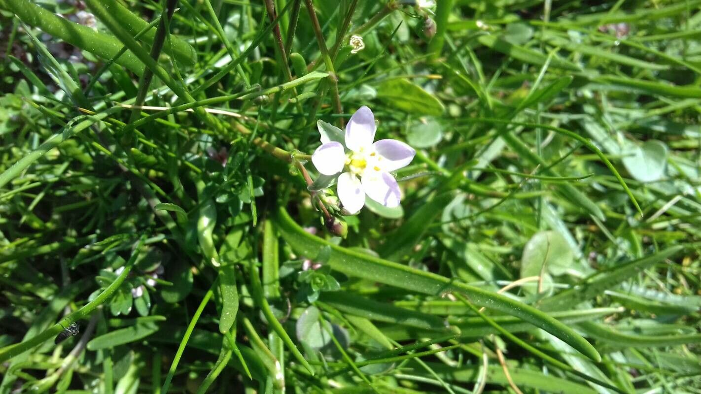 Spergularia media — houseplant care guide