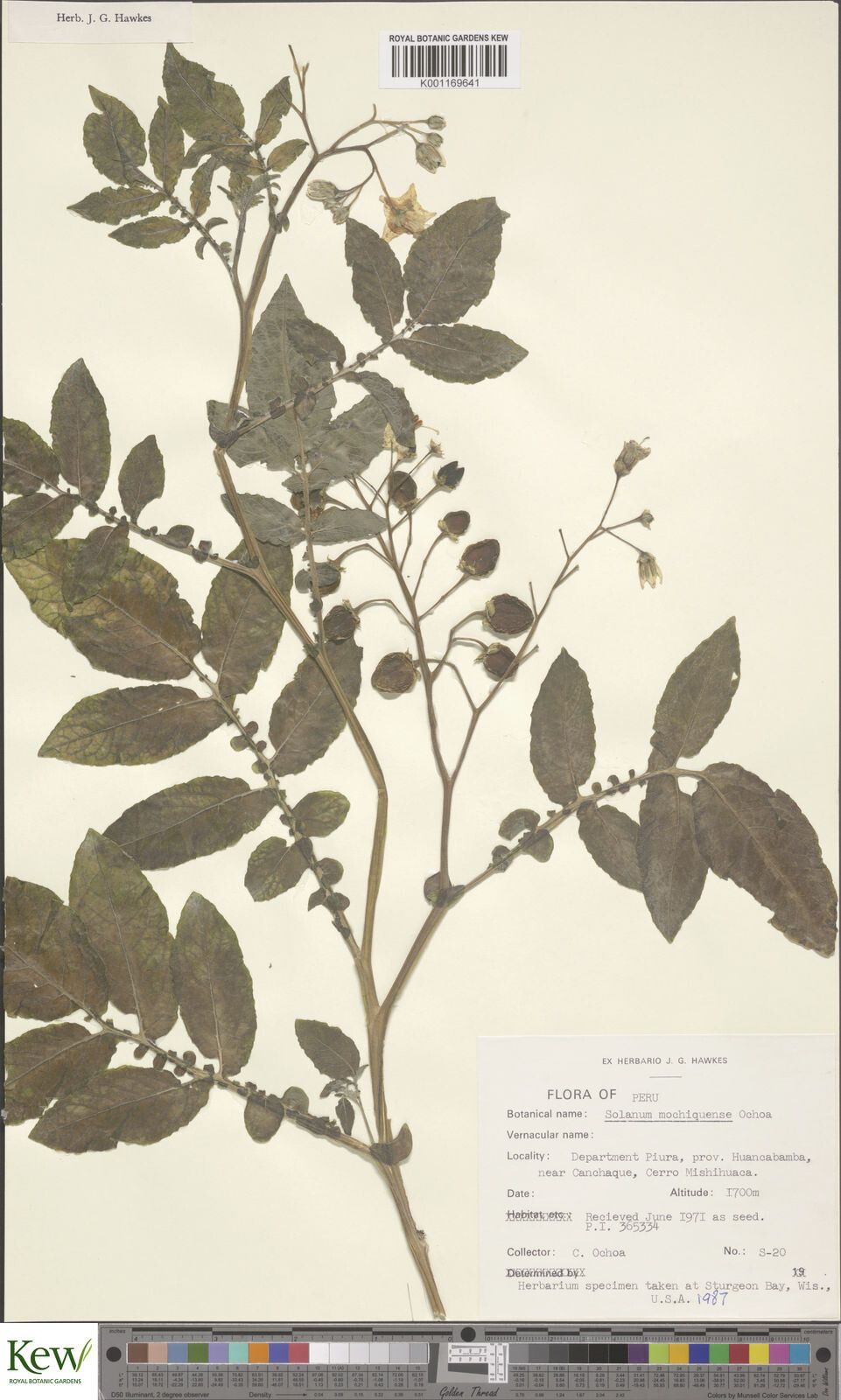 Solanum mochiquense — houseplant care guide