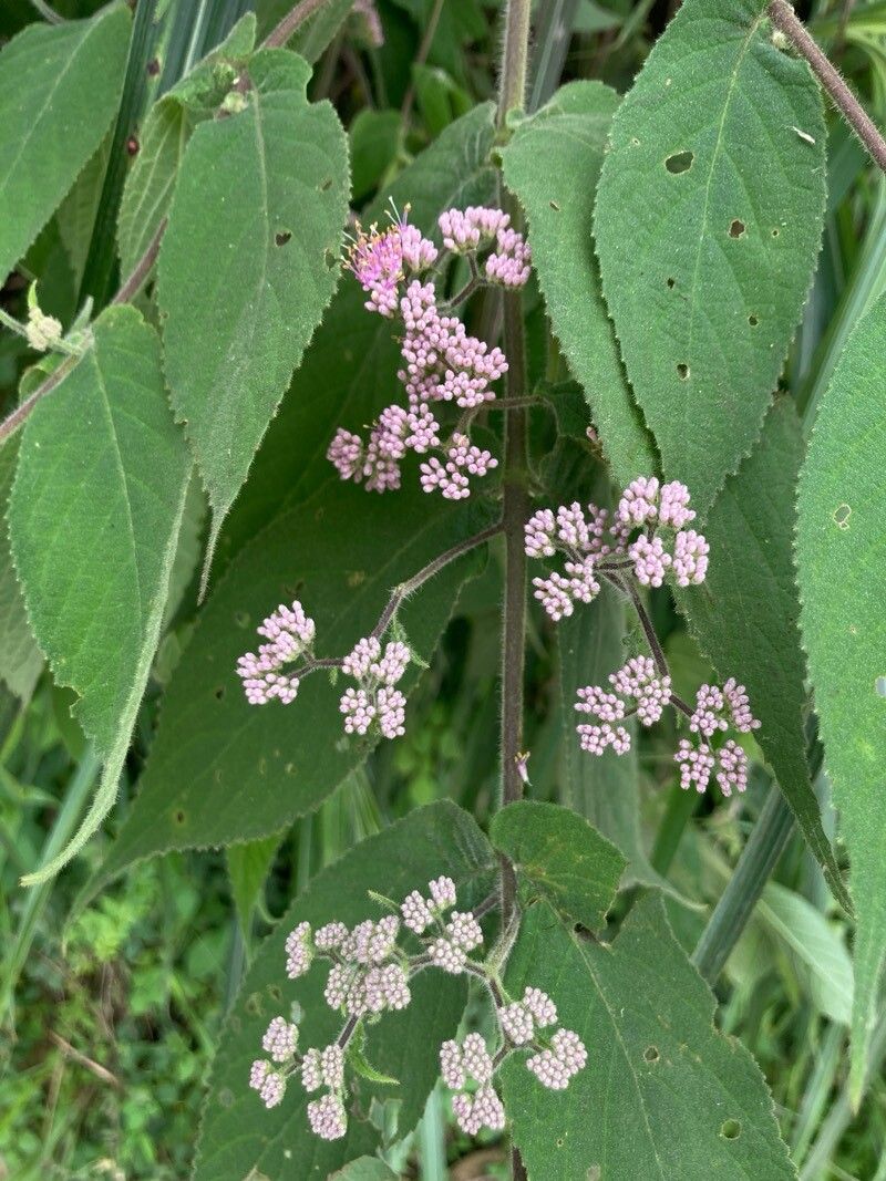 Callicarpa pedunculata flower