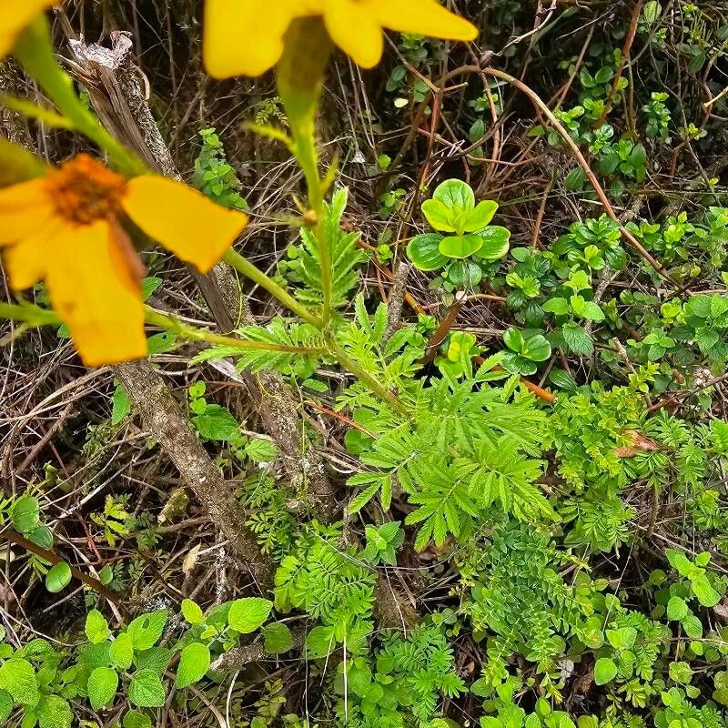 Tagetes zypaquirensis leaf