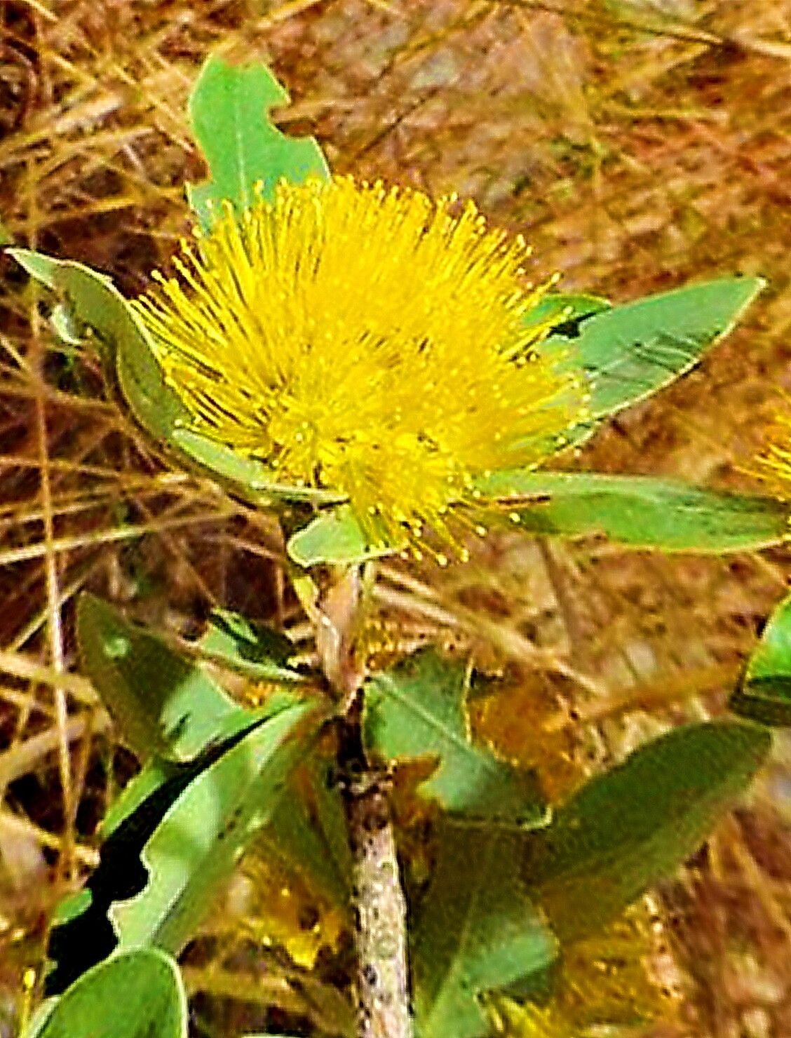 Xanthostemon paradoxus — houseplant care guide