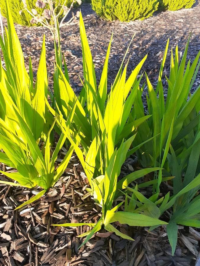 Chasmanthe bicolor leaf