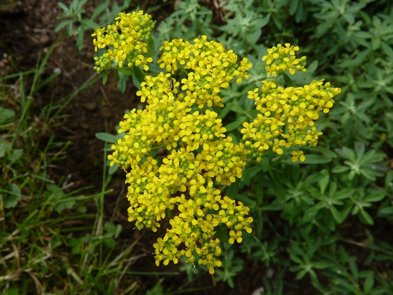 Odontarrhena argentea flower
