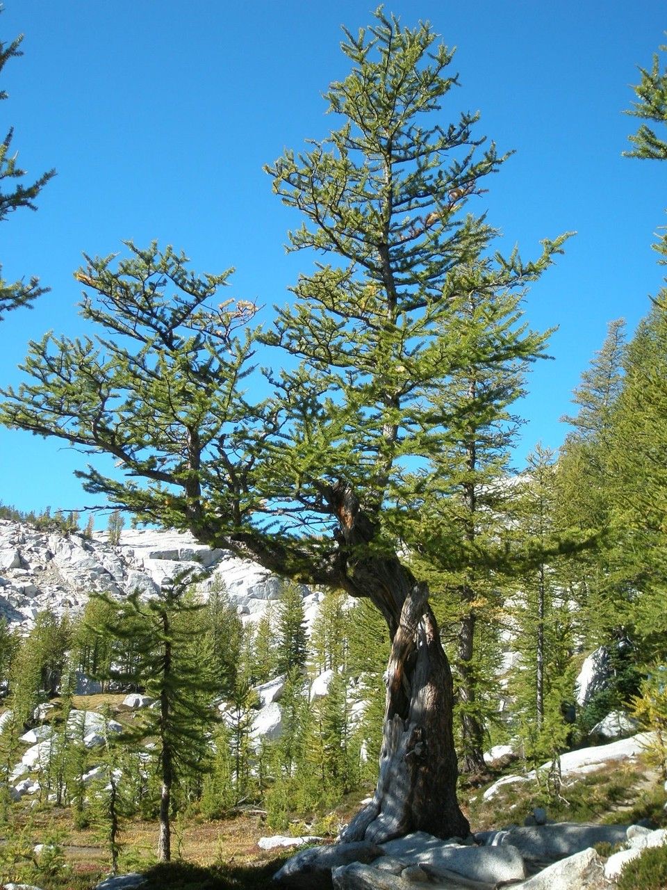 Larix lyallii habit