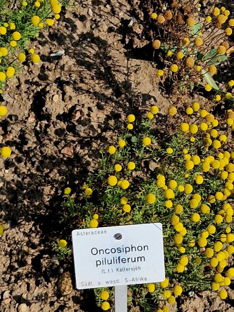 Oncosiphon pilulifer other