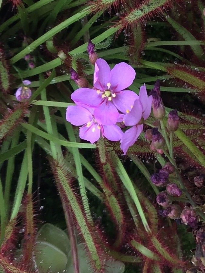 Drosera capensis flower