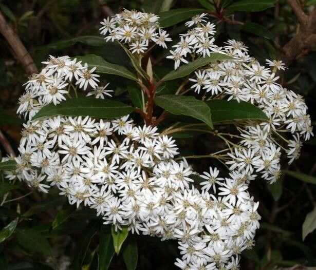 Olearia cheesemanii flower