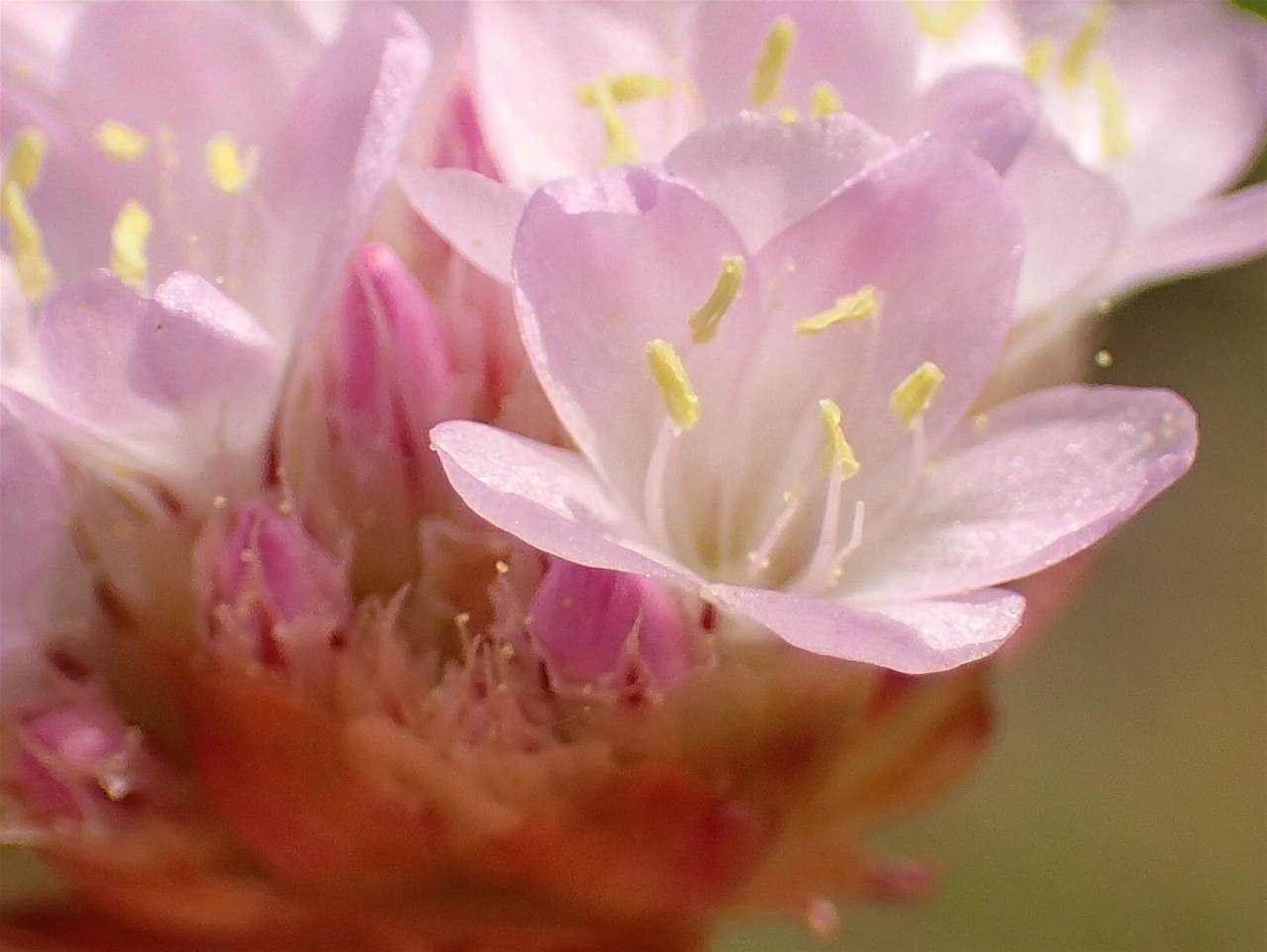 Armeria vulgaris habit