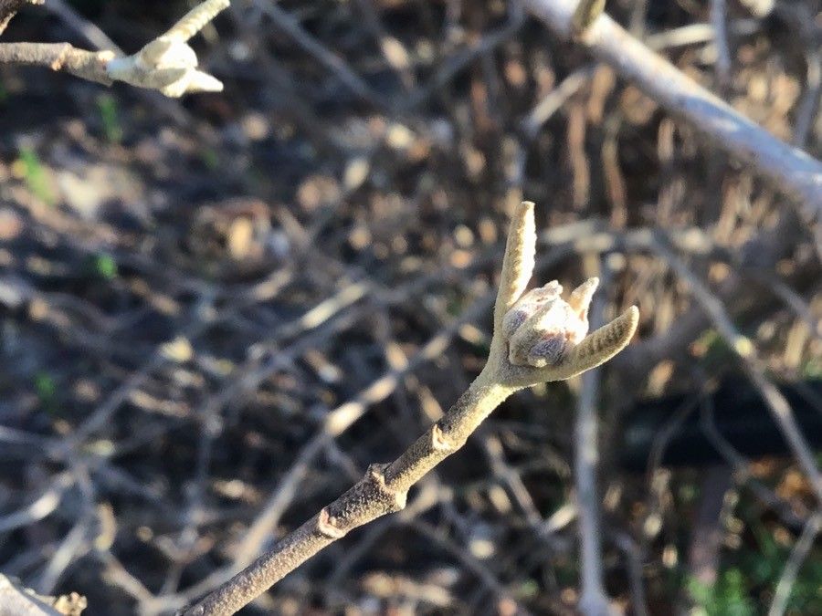 Viburnum buddleifolium