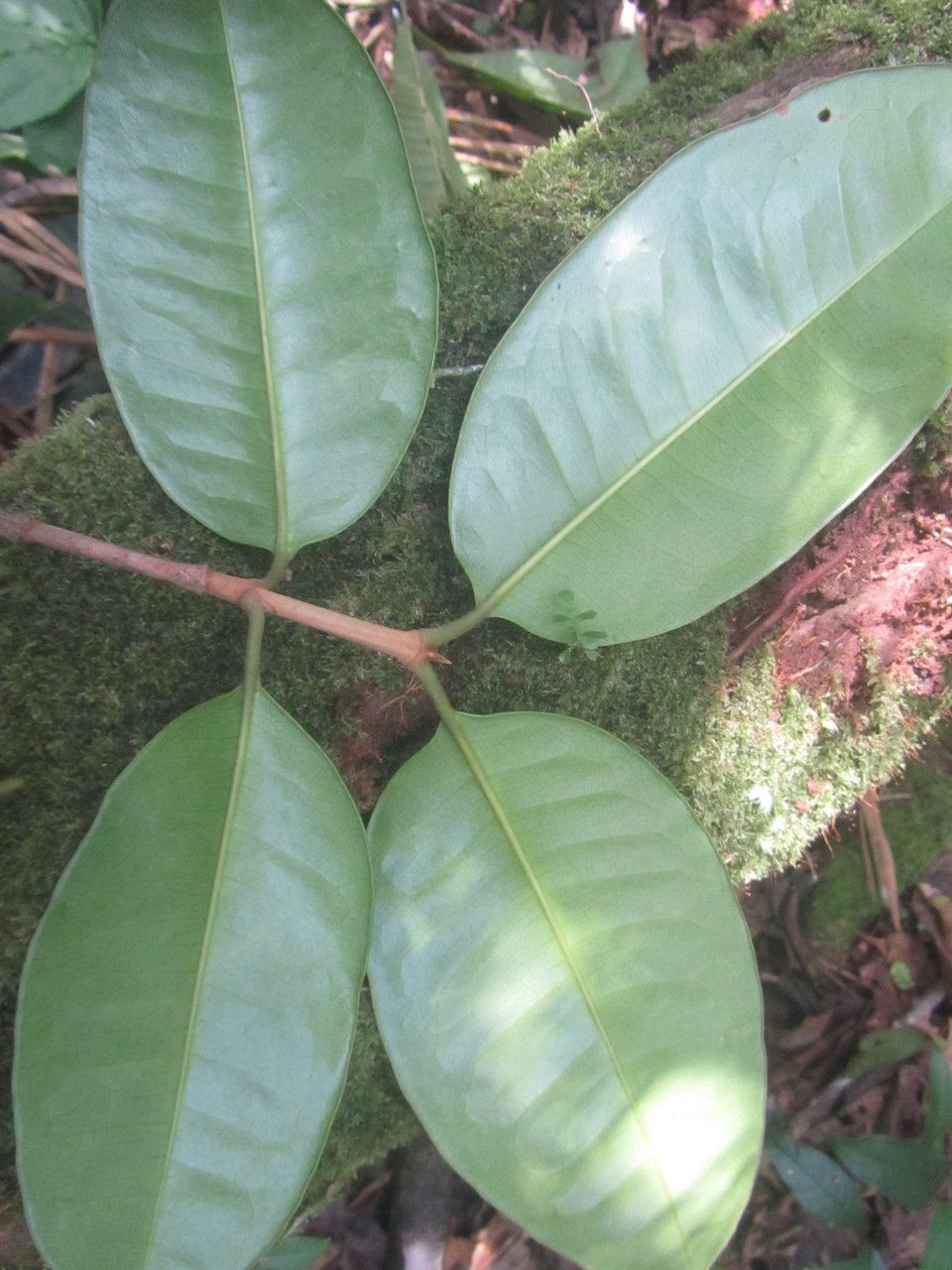 Spachea correae — search result for 'Malpighiaceae'