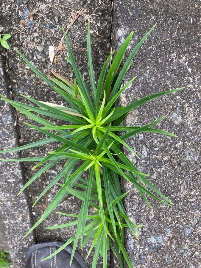 Lilium formosanum leaf