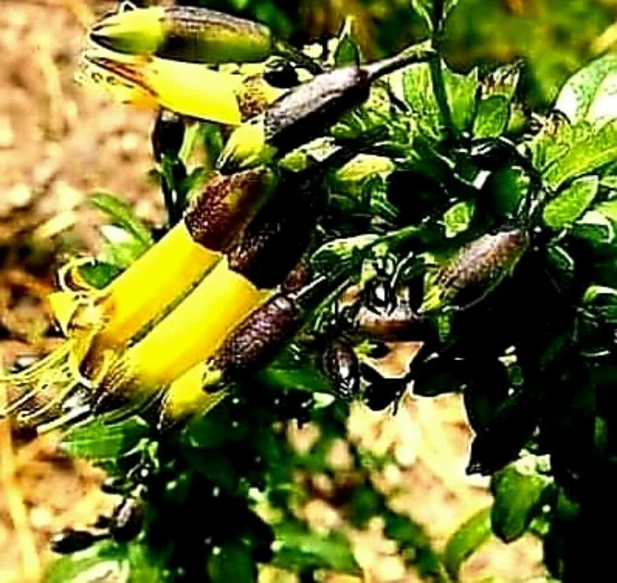 Vestia foetida flower