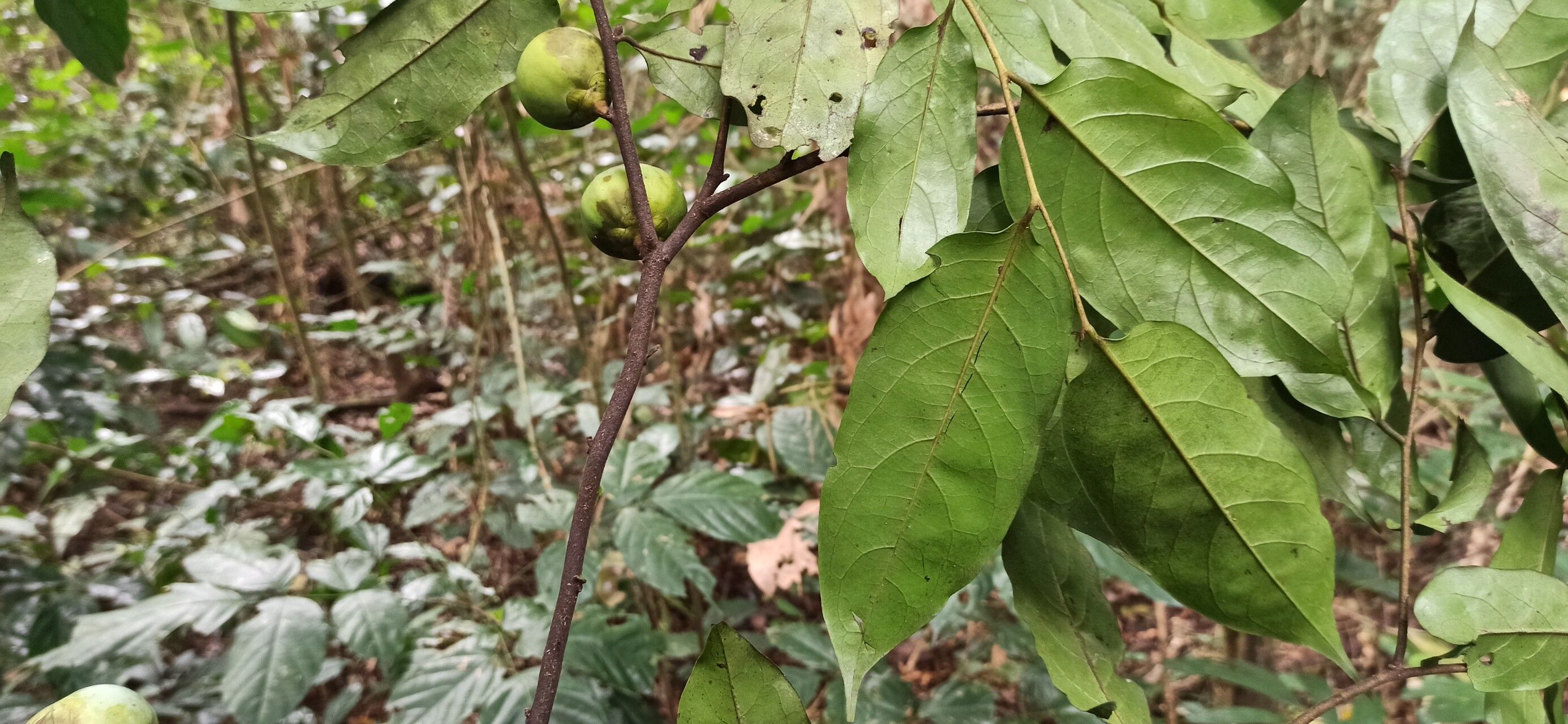 Diospyros polystemon leaf