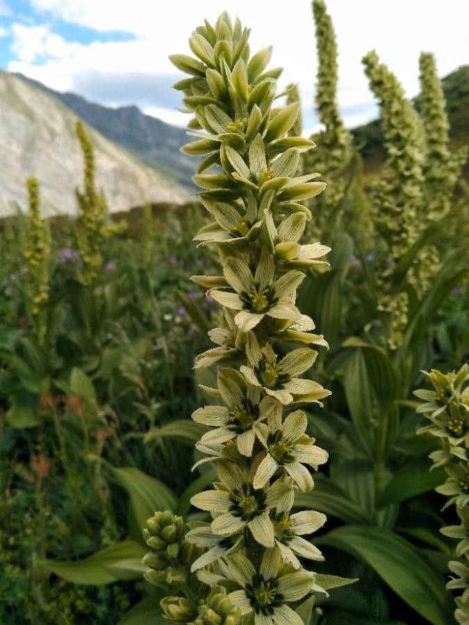 Veratrum album flower