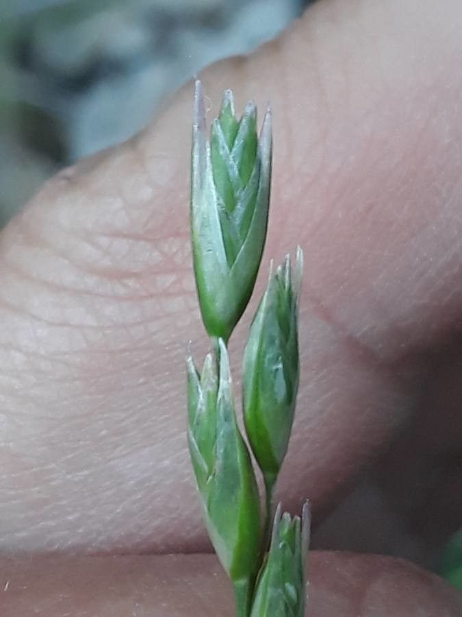 Danthonia decumbens flower